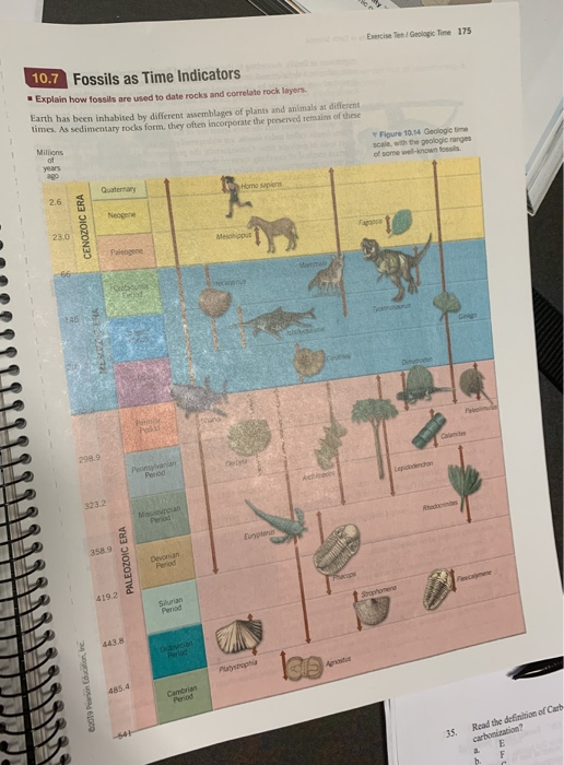 Solved: FOSSILS Our Textbook Defines Fossils As Remains Or... | Chegg.com