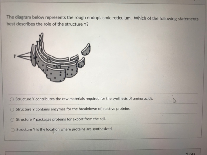 which-best-describes-the-relationship-between-the-endoplasmic