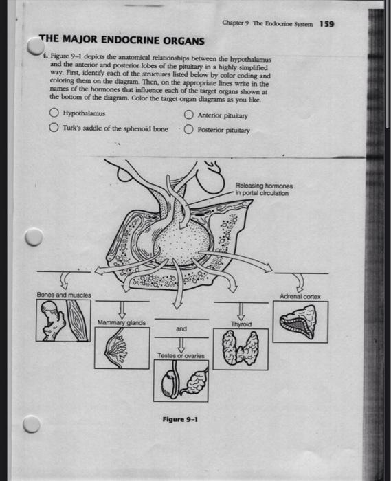 Solved 160 Anatomy & Physiology Coloring Workbook 5. Figure | Chegg.com