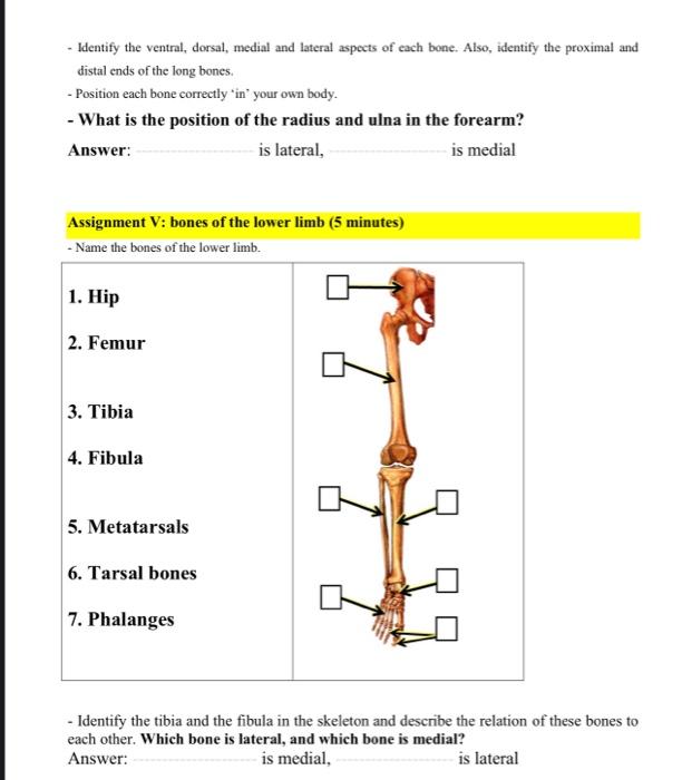 Solved - Identify the ventral, dorsal, medial and lateral | Chegg.com