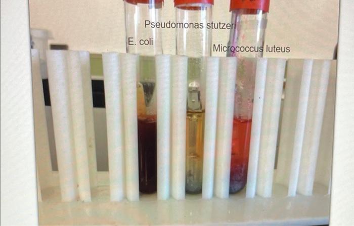 nitrate reduction test e coli