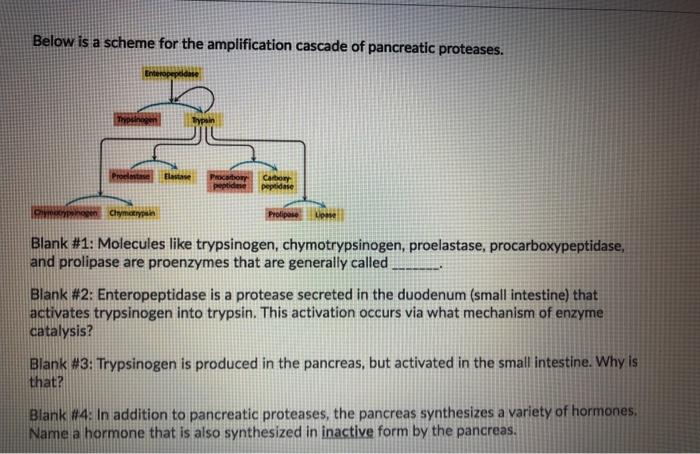 Solved Below is a scheme for the amplification cascade of | Chegg.com