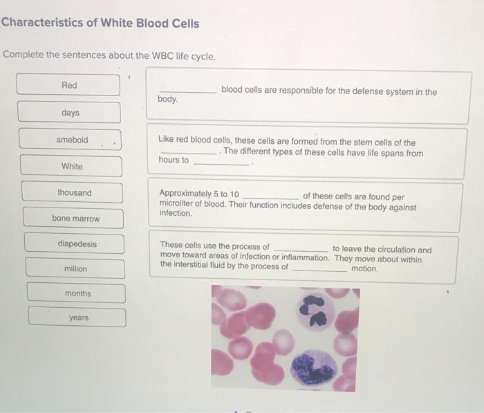 Question: Characteristics Of White Blood Cells Complete The Sentences ...