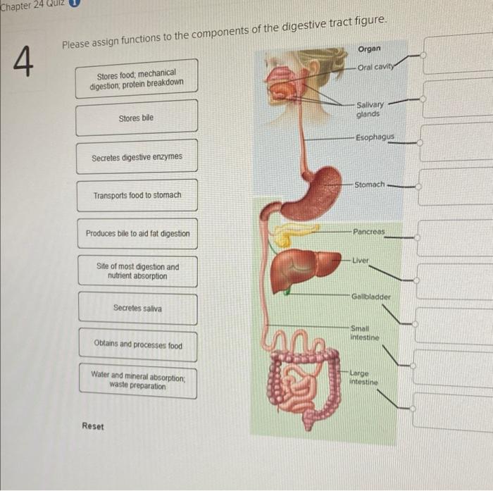 Solved Chapter 24 Quiz Please assign functions to the