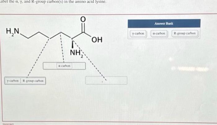 Solved abel the α,γ, and R-group carbon(s) in the amino acid | Chegg.com