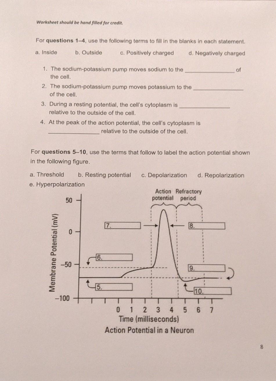 Section 4 Cellular Transport Worksheet