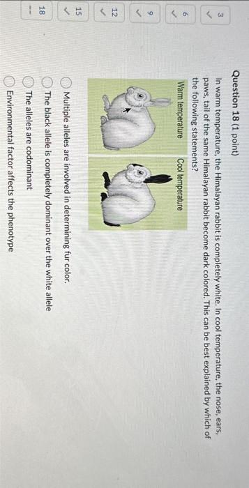 In warm temperature, the Himalayan rabbit is | Chegg.com