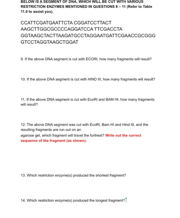 Solved BELOW IS A SEGMENT OF DNA, WHICH WILL BE CUT WITH | Chegg.com