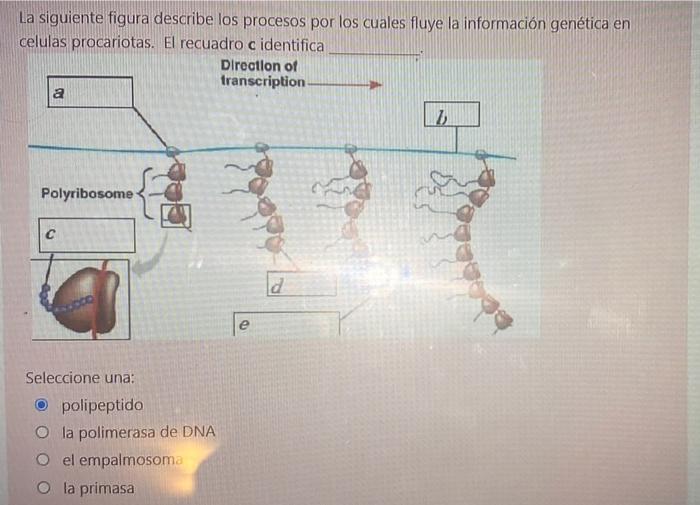 La siguiente figura describe los procesos por los cuales fluye la información genética en celulas procariotas. El recuadro c