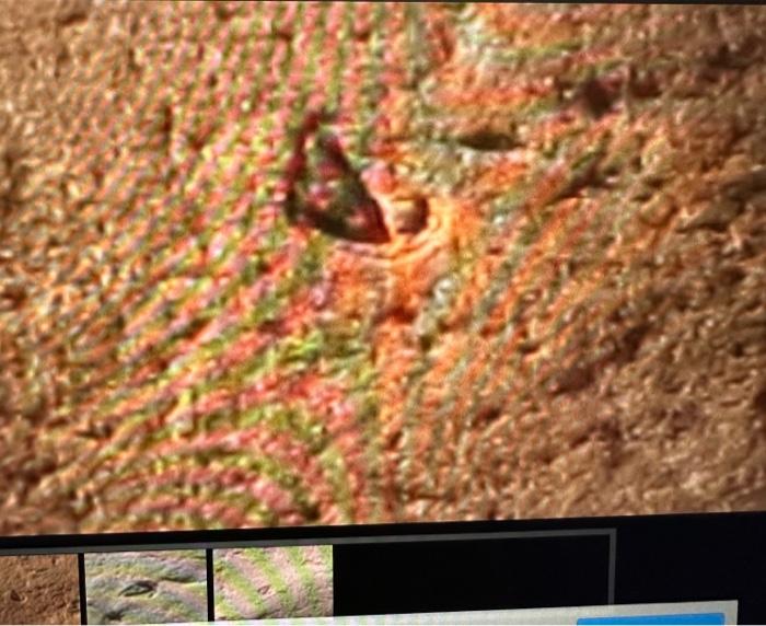 Solved dentify the names of the two fossils? Select the | Chegg.com