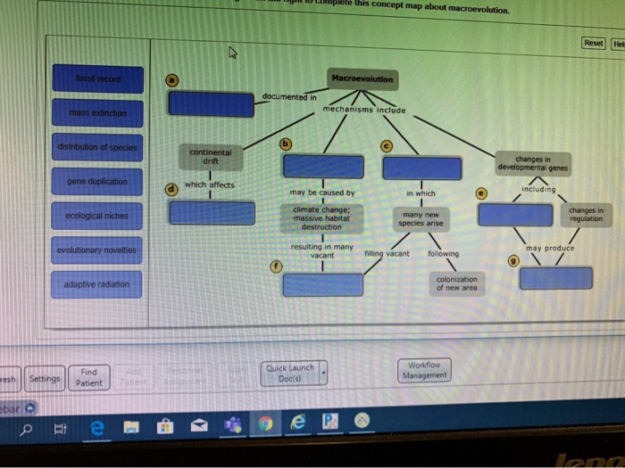 Solved eng complete this concept map about macroevolution.