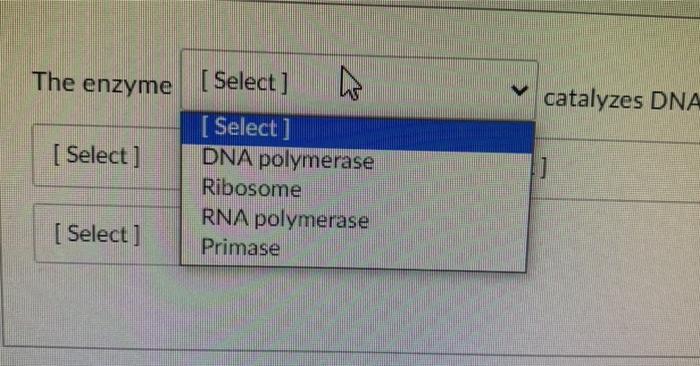 The enzyme [ Select ] catalyzes DNA [ Select ] ] [ Select DNA polymerase Ribosome RNA polymerase Primase [ Select ]