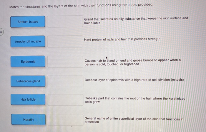 Solved Match the structures and the layers of the skin with | Chegg.com