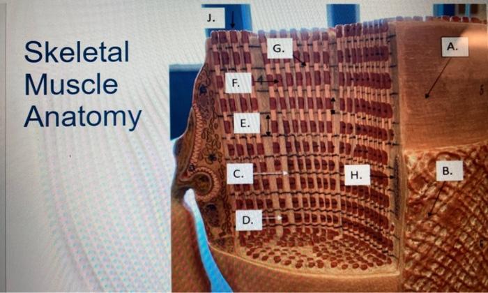 Solved Skeletal Muscle Anatomy | Chegg.com
