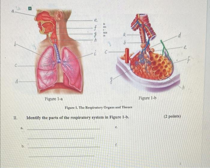 Solved a ܕ ܪ ܟܠܥ a -d e Figure 1-6 Figure 1-a Figure 1. The | Chegg.com