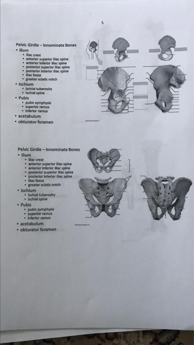 Pelvic Girdle -- Innominate Bones .flium • liac crest anterior superior illac spine anterior inferior ac spine posterior supe