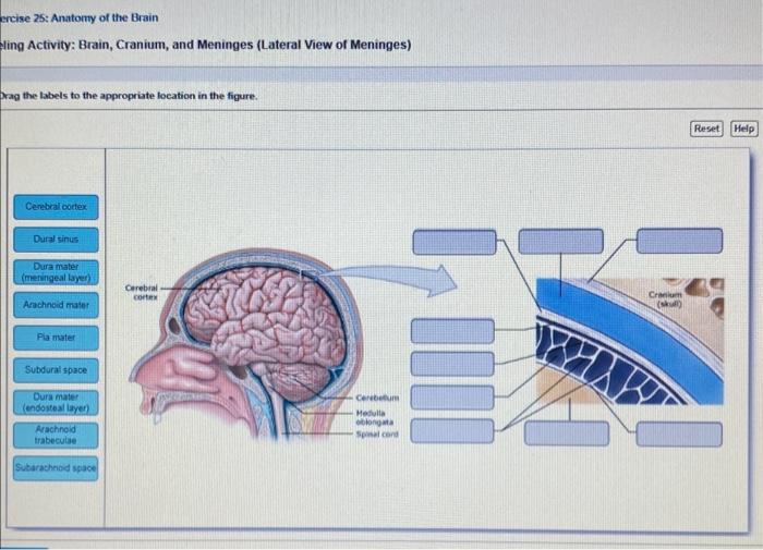 Solved Nervous System CNS > Quiz > Question 19 Which