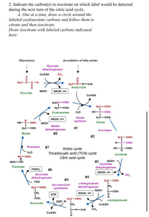 Solved 2. Indicate the carbon(s) in isocitrate on which | Chegg.com