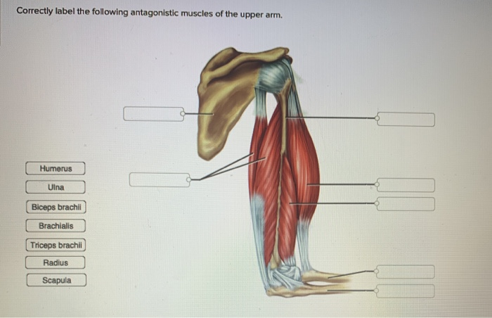 Correctly label the following antagonistic muscles of the upper