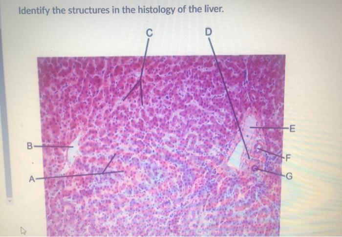 liver histology hepatocytes
