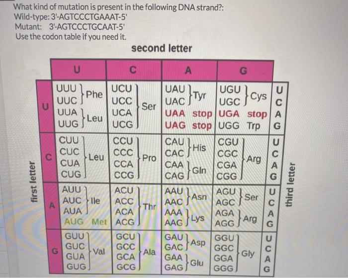 Solved What kind of mutation is present in the following DNA | Chegg.com
