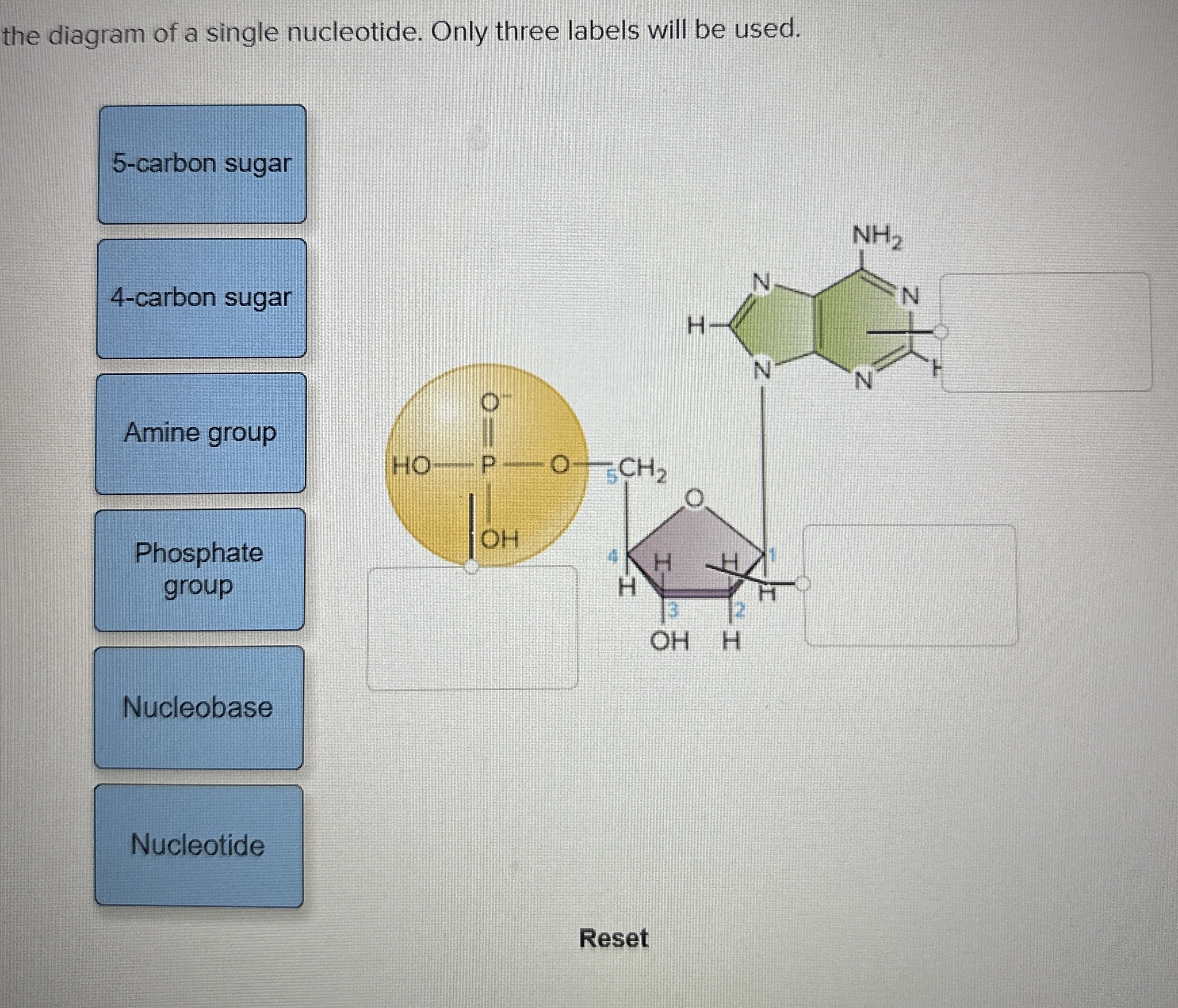 Solved the diagram of a single nucleotide. Only three labels | Chegg.com