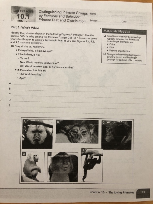 LAB EXERCISE 10.1 Distinguishing Primate Groups Name | Chegg.com
