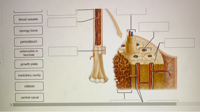 Solved 1 Correctly label the following parts of a long bone.