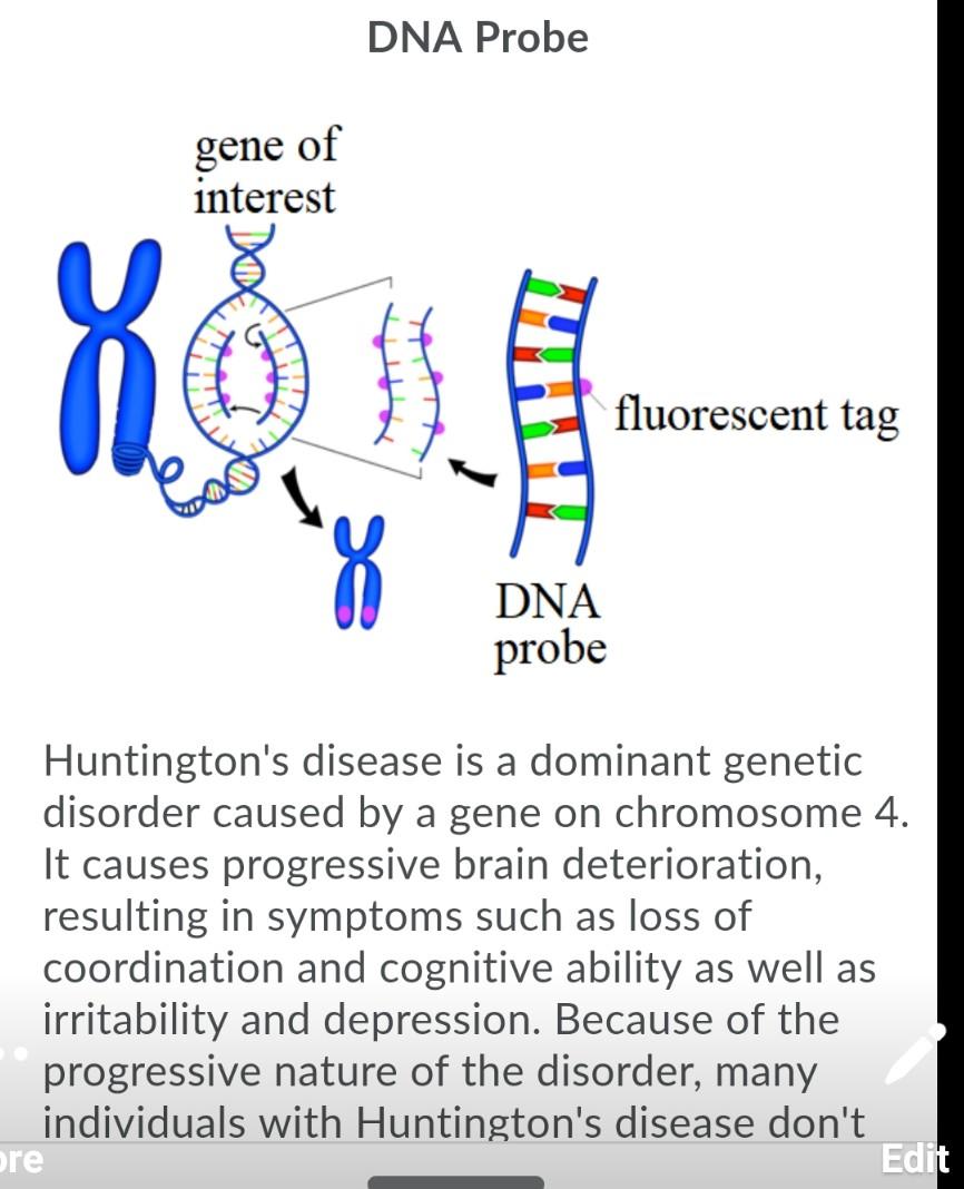 Solved DNA Probe gene of interest fluorescent tag DNA probe