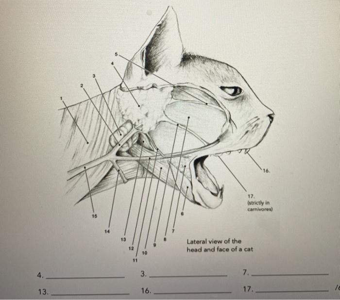 Solved 16. 17 (strictly in carnivores) 15 14 13 Lateral view | Chegg.com