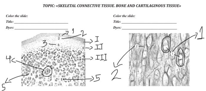 TOPIC: «SKELETAL CONNECTIVE TISSUE. BONE AND CARTILAGINOUS TISSUE Color the slide: Title: Dyes: Color the slide: Title: Dyes: