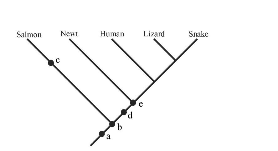 Solved If you were to add a trout to the phylogeny shown | Chegg.com