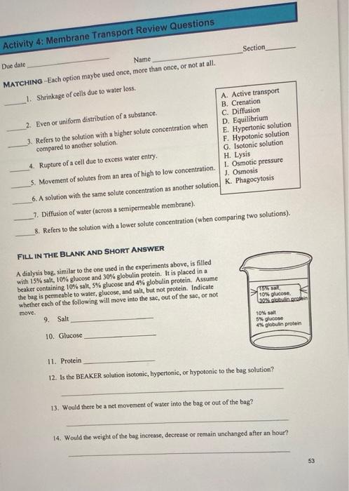 Solved 1. Shrinkage of cells due to water loss. 2. Even or | Chegg.com