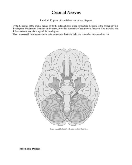 cranial nerves labeled diagram