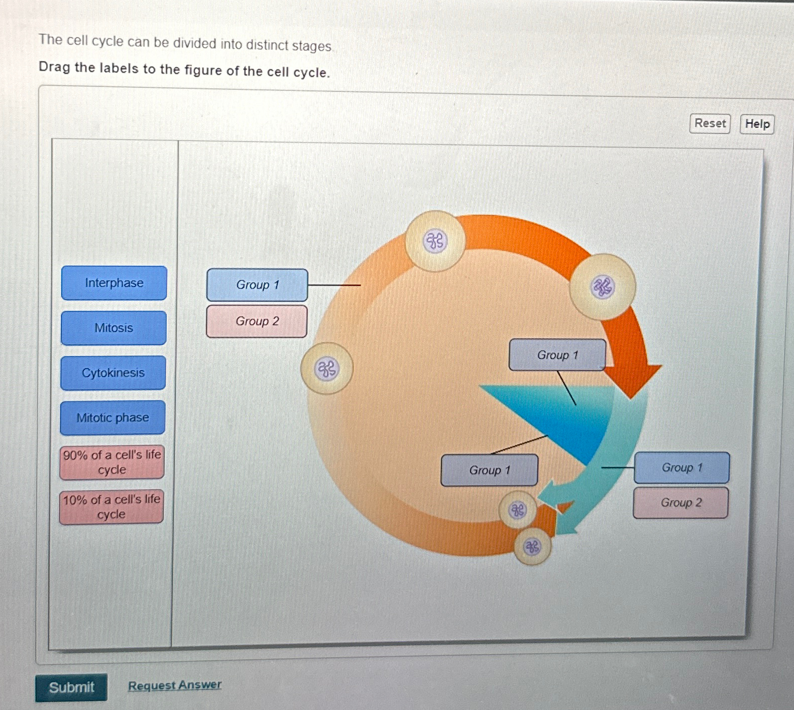 Solved The cell cycle can be divided into distinct | Chegg.com