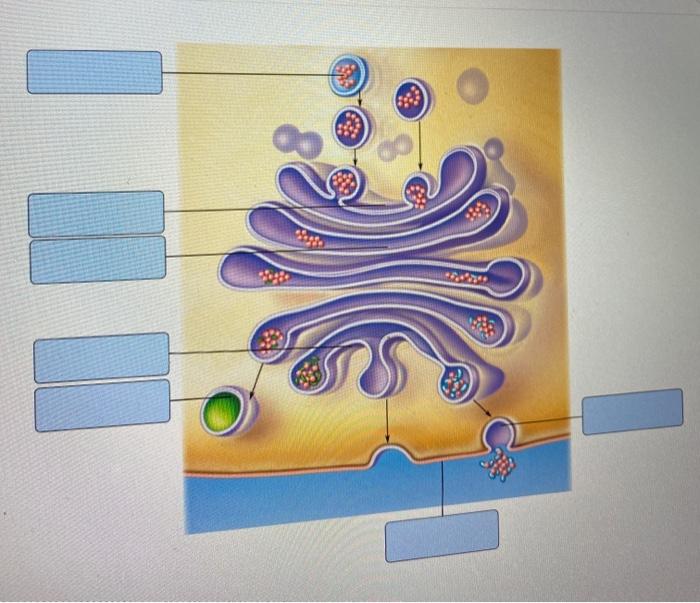 Solved label the diagram below by dragging and dropping the | Chegg.com