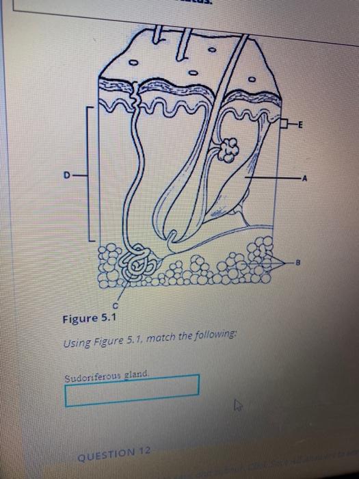 Solved 떼 10 D- C Figure 5.1 Using Figure 5.1. match the | Chegg.com