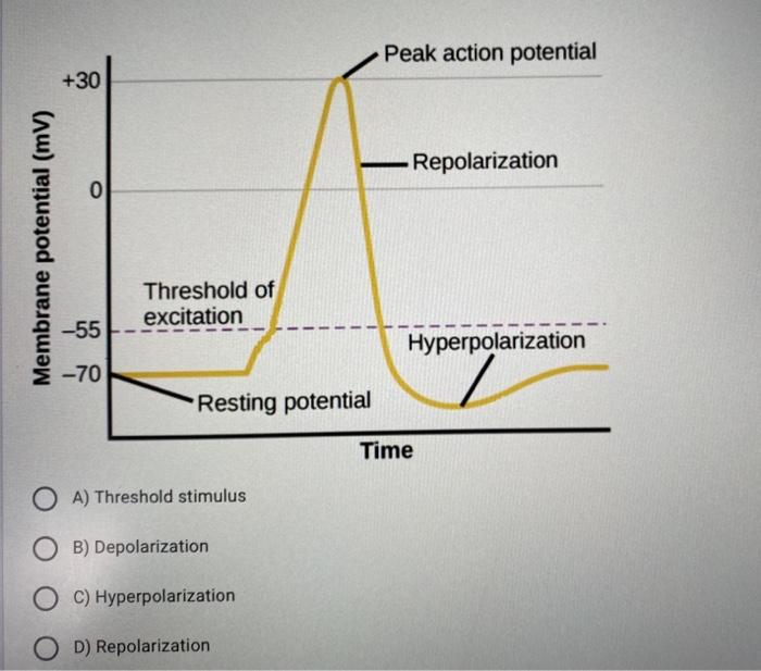action potential hyperpolarization