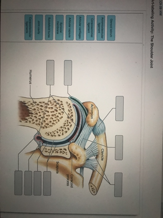 Solved: - Part A Drag The Labels To Identify The Structure ...