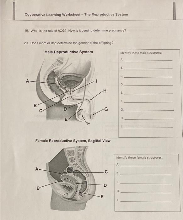 Solved Cooperative Learning Worksheet - The Reproductive | Chegg.com