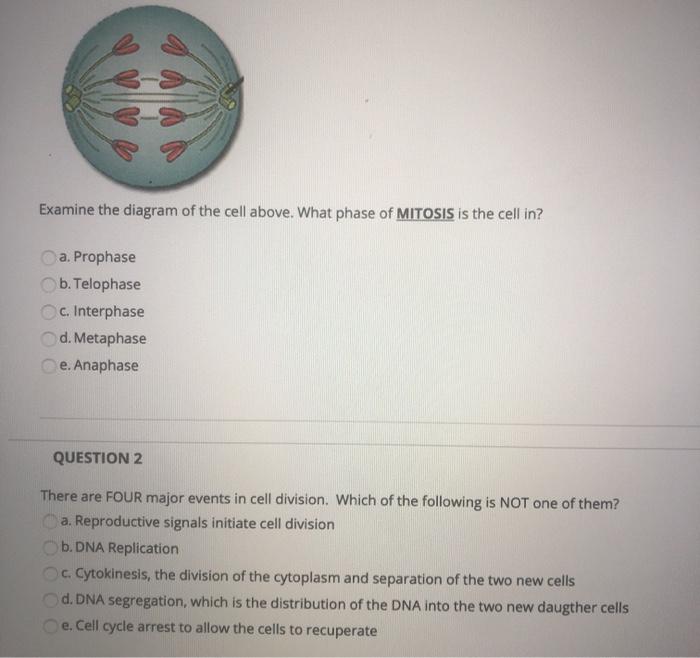 Solved Examine the diagram of the cell above. What phase of | Chegg.com