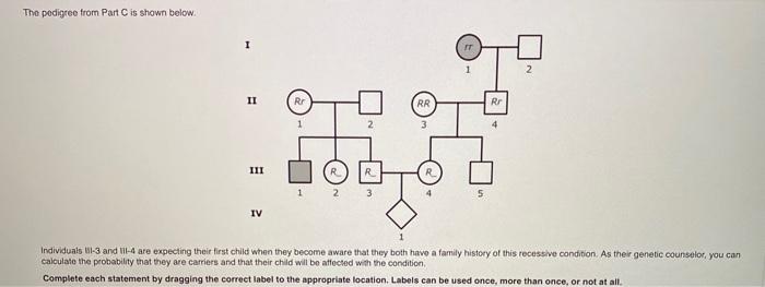 Solved The podigree from Part is shown below. 1 1 II Rr RR | Chegg.com