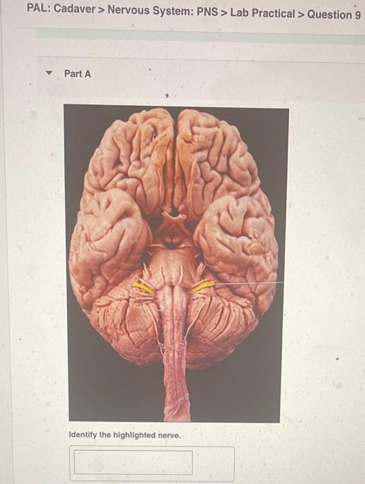 PAL: Cadaver > Nervous System: PNS > Lab Practical > Question 9
Part A
Identify the highlighted nerve.