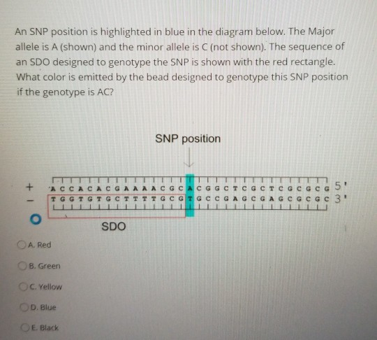 An SNP position is highlighted in blue in the diagram | Chegg.com