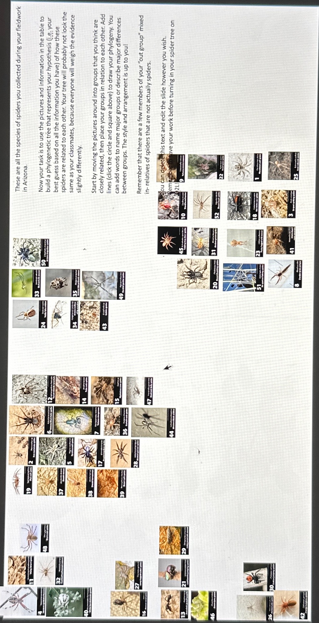 Solved the species of spiders you collected during your | Chegg.com