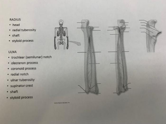 RADIUS
• head
• radial tuberosity
• shaft
• styloid process
ULNA
• trochlear (semilunar) notch
• olecranon process
• coronoid