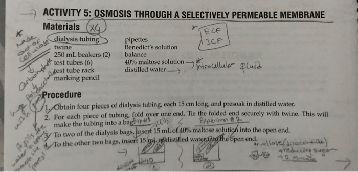 best-describes-how-water-moves-during-osmosis-bridget-has-montoya