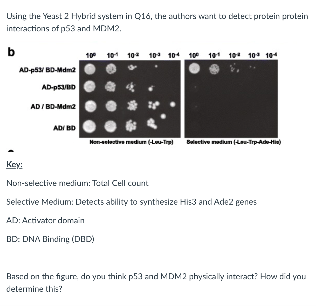 Solved Using the Yeast 2 ﻿Hybrid system in Q16, ﻿the authors | Chegg.com