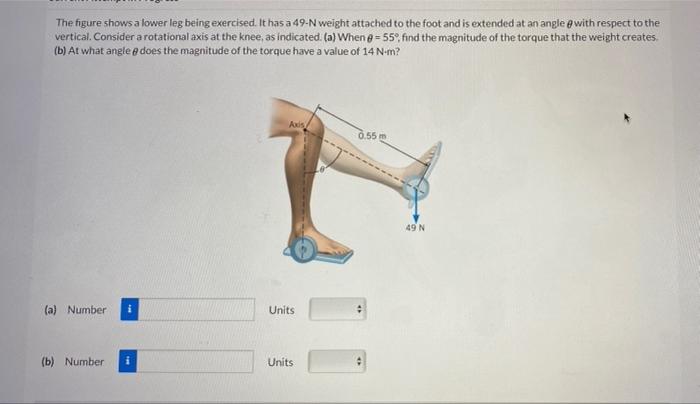 Solved The figure shows a lower leg being exercised. It has | Chegg.com
