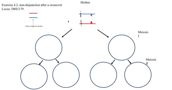 Solved Exercise 4 Recombination By Crossing Over Occurs In | Chegg.com